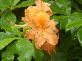 wild azaleas